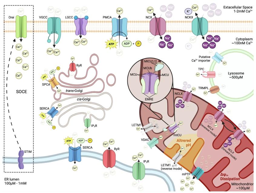 Coordinated Regulation of Cellular Calcium Across Membranes and Organelles
