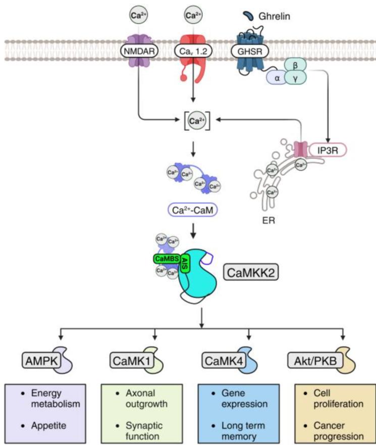 CaMKK2 Links Calcium Signals to Brain and Whole-Body Energy Homeostasis