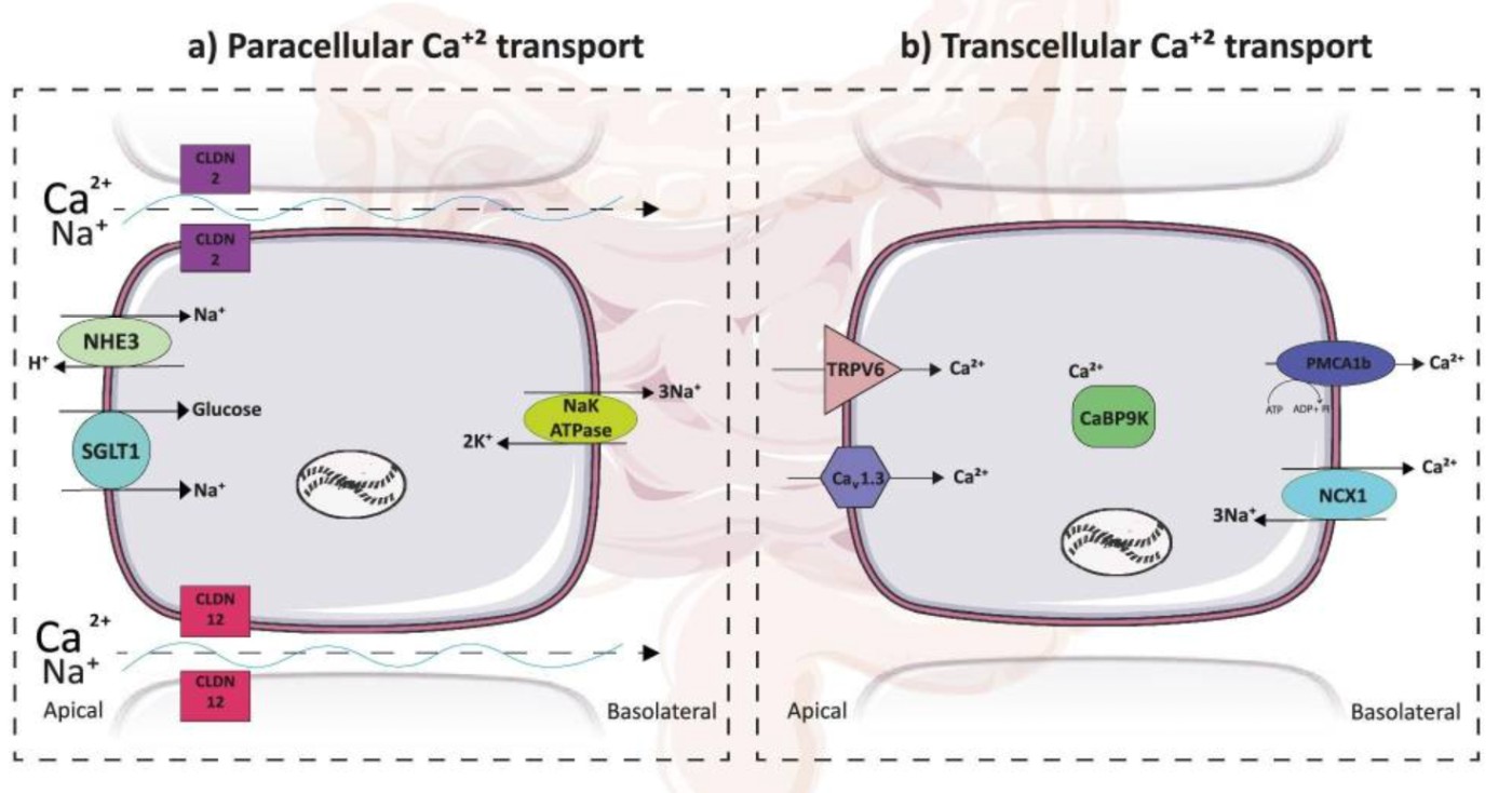 Sodium-Driven Intestinal Calcium Absorption: Two Cellular Pathways Explained