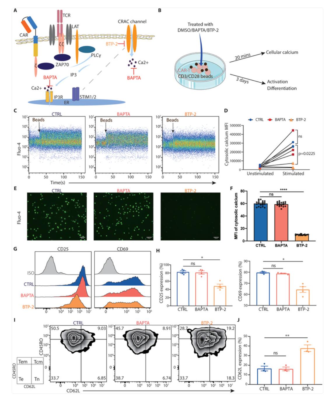 Blocking Calcium Entry, Not Intracellular Buffering, Reduces CAR-T Hyperactivation and Preserves Naïve/Memory States