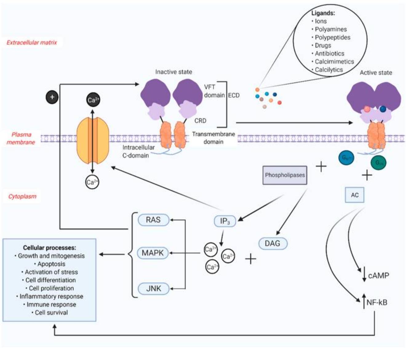 Structure and Signaling Logic of the Calcium-Sensing Receptor
