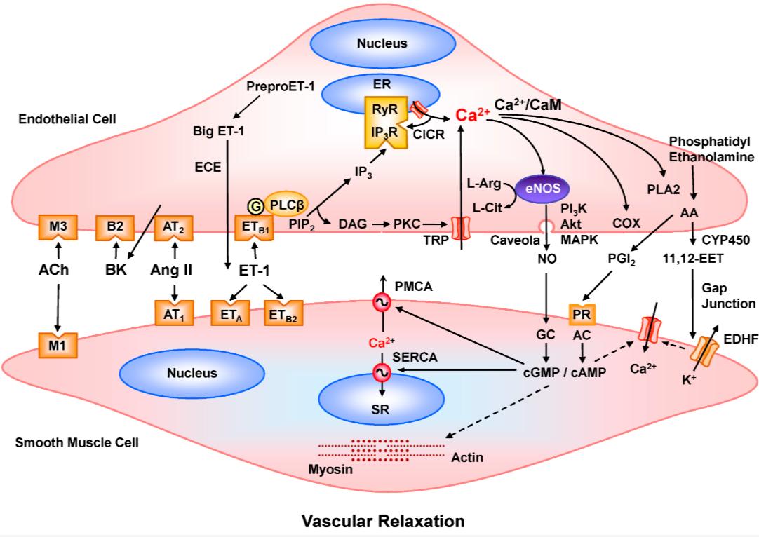 How calcium in the endothelium relaxes the vessel wall