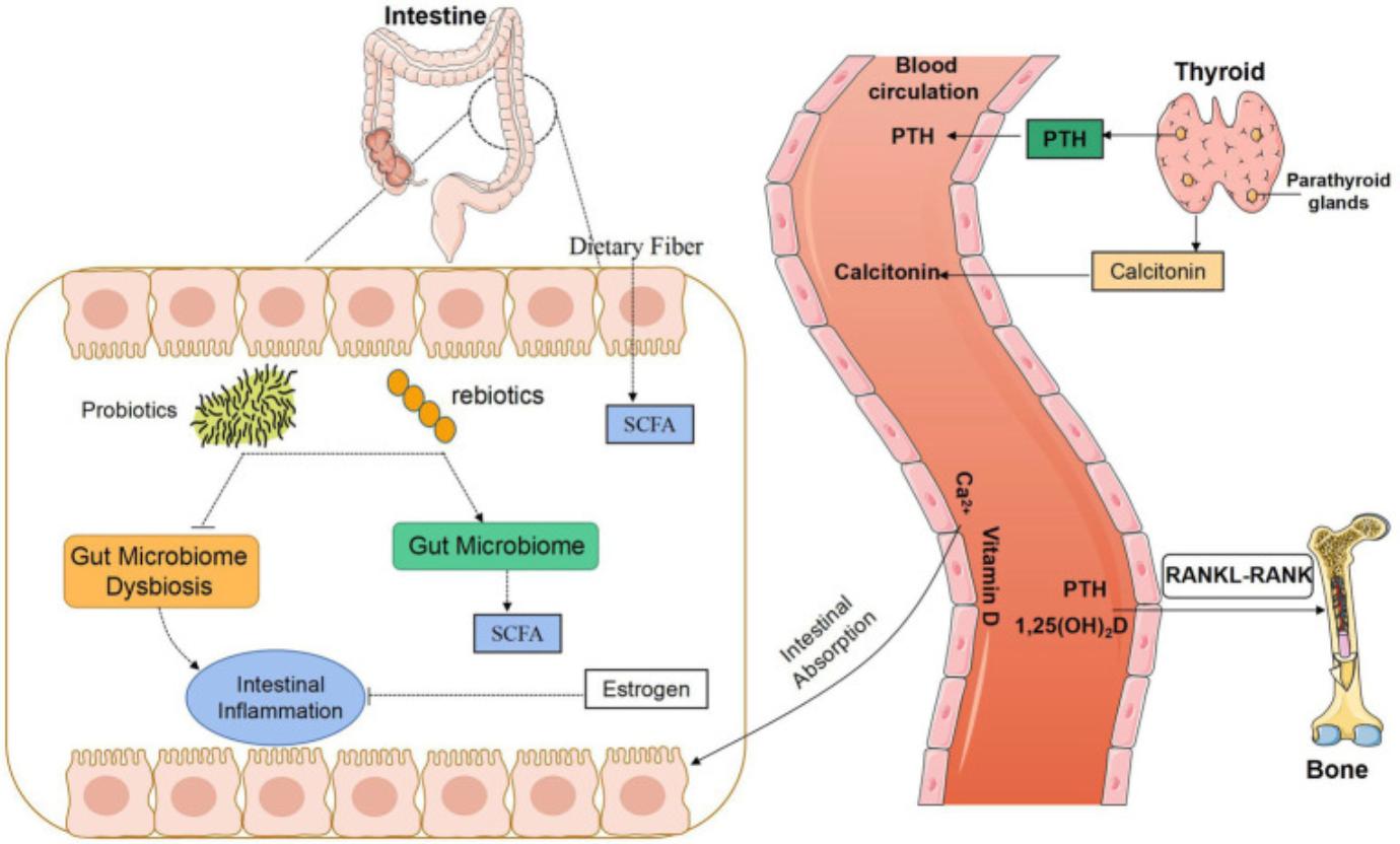 Gut Microbiota Links Calcium Balance to Bone Metabolism