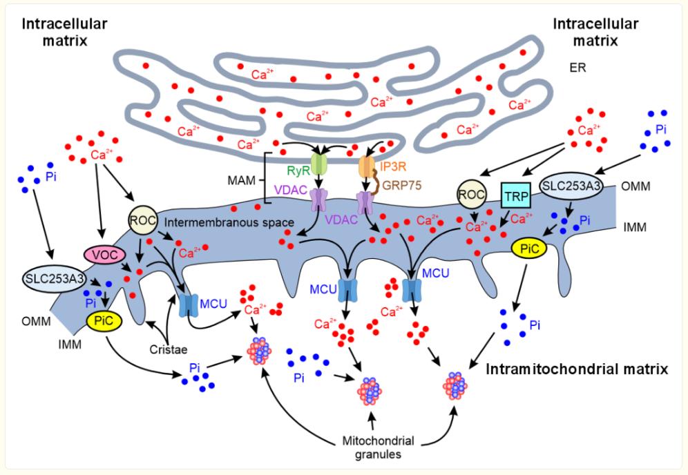 Calcium Entry, Storage, and Mitochondrial Response