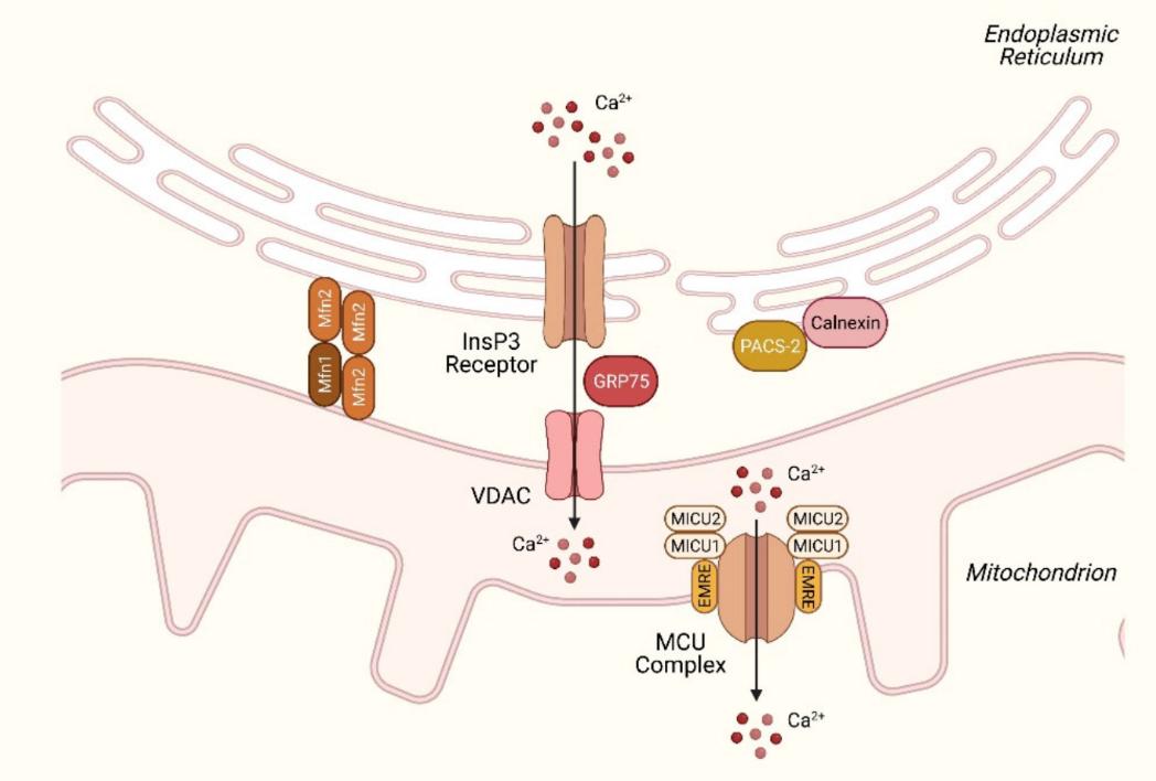 How the liver cell passes calcium to its mitochondria