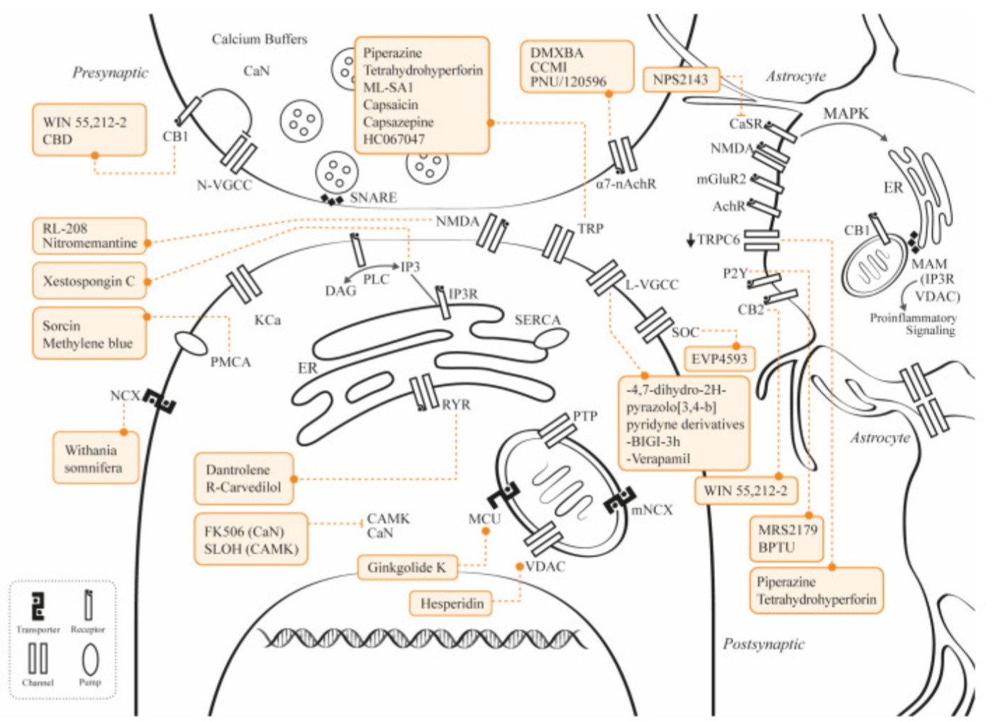 Potential therapies and targets in calcium regulation pathways and proteins