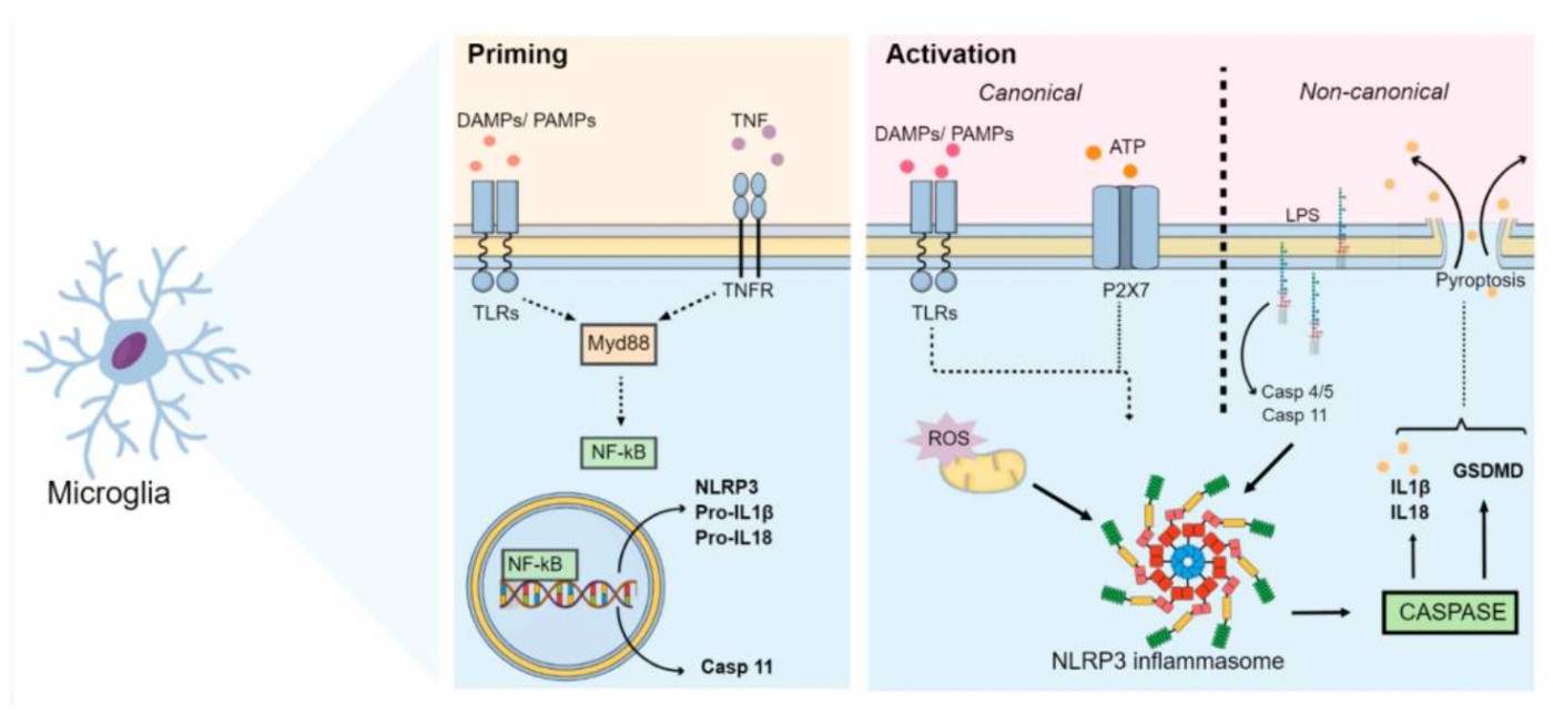 How the NLRP3 inflammasome triggers inflammation and cell death
