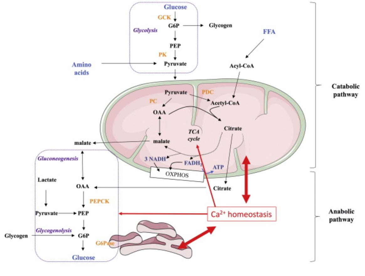 ER mitochondria and calcium coordinate hepatic glucose metabolism