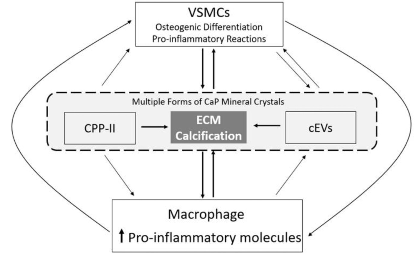 How Inflammation and Calcification Keep Driving Each Other in Blood Vessels