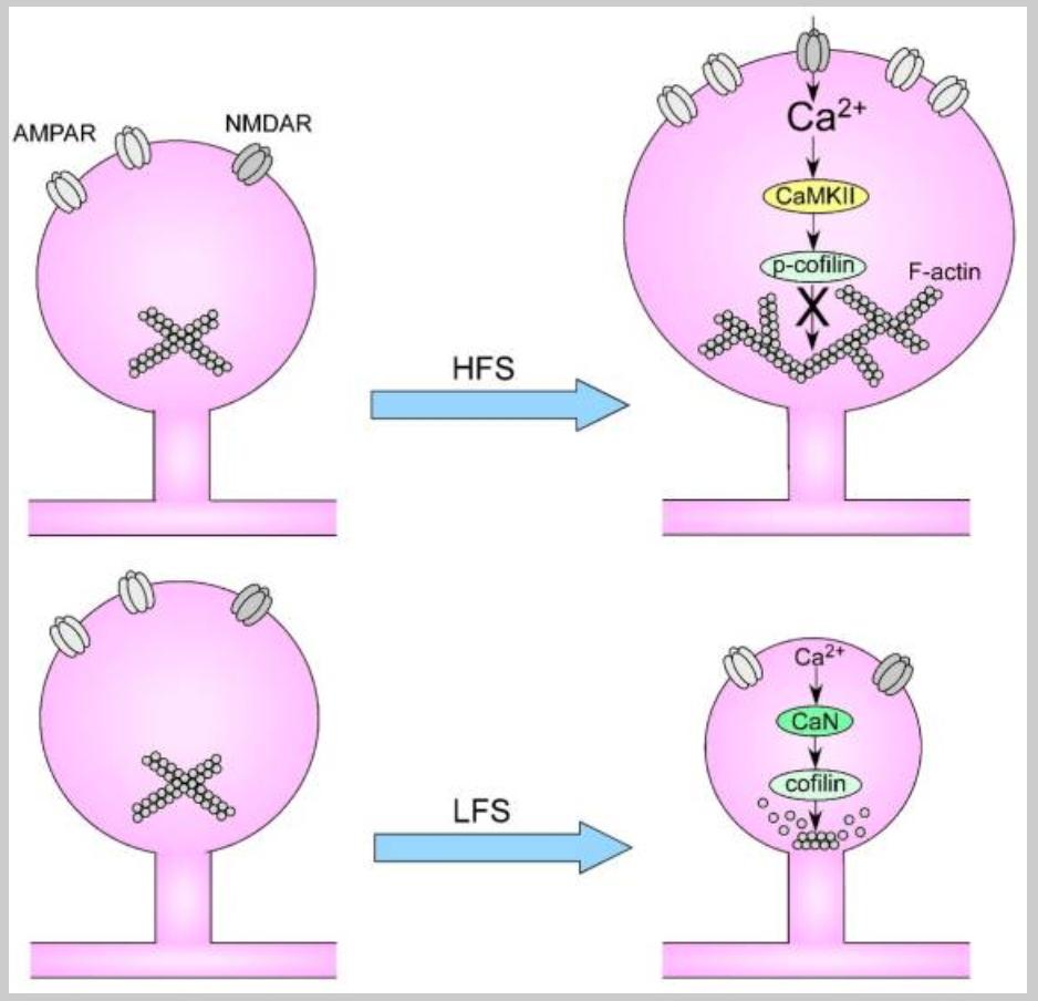 Neural Stimulation Patterns and Synaptic Spine Dynamics