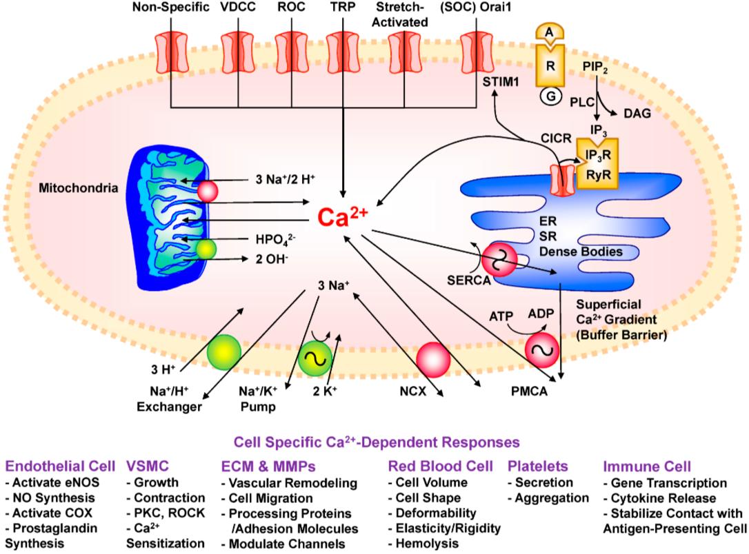 How vascular cells balance calcium entry against calcium removal and storage