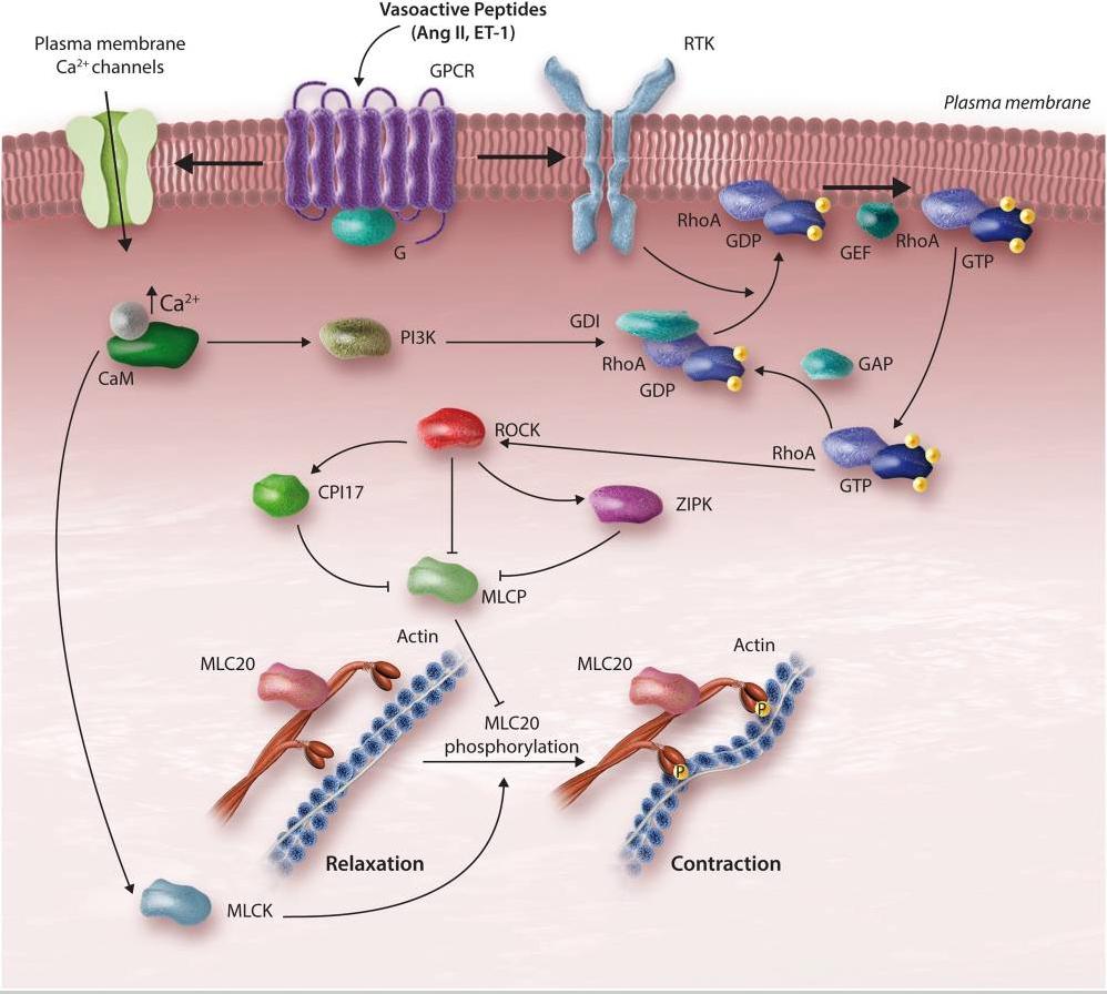 How the vessel sustains contraction after calcium falls