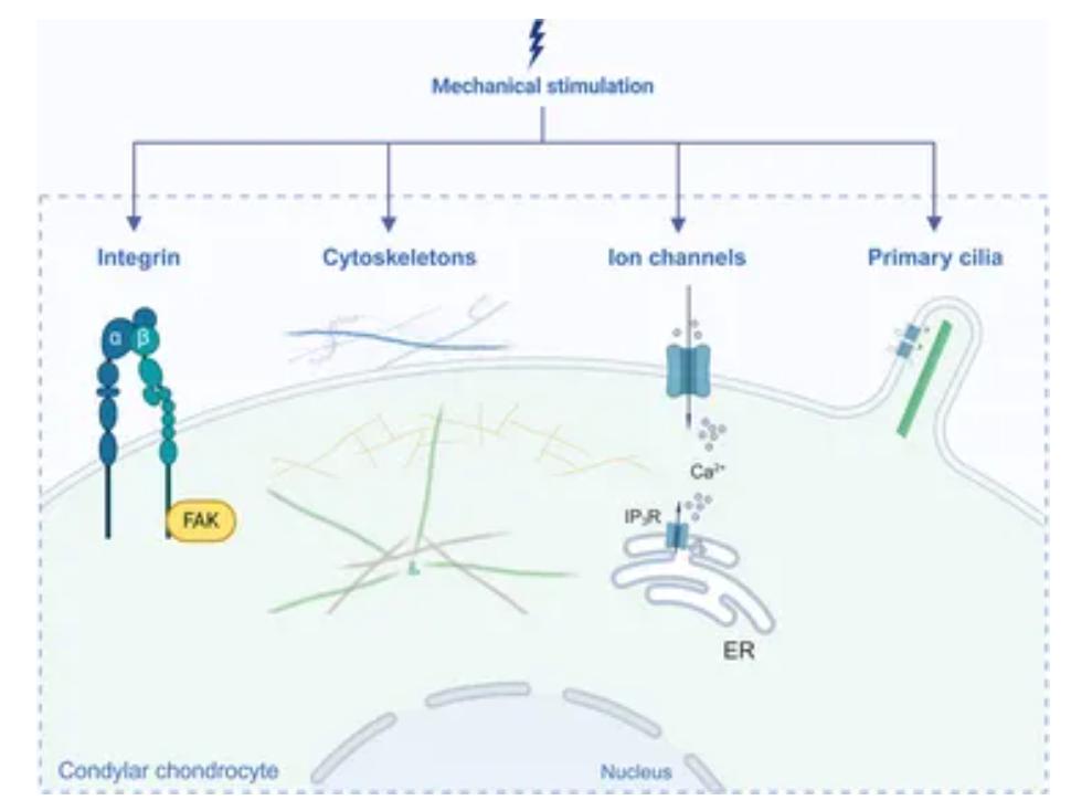 Mechanotransduction Pathways in Condylar Chondrocytes Under Mechanical Loading