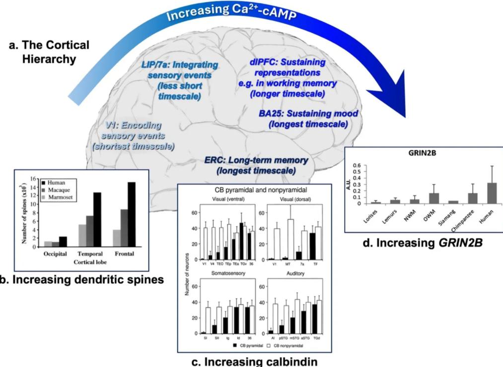 The brain's memory regions depend most on calcium signaling