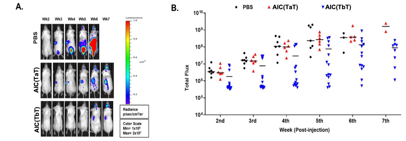 AIC Pretreatment Suppresses Myeloma Progression via Bone Microenvironment Stabilization