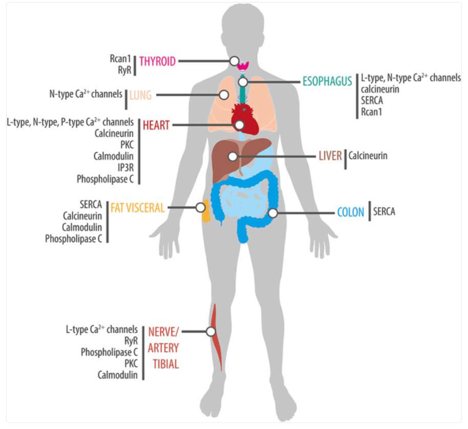 Daily calcium signaling gene rhythms across different human peripheral tissues