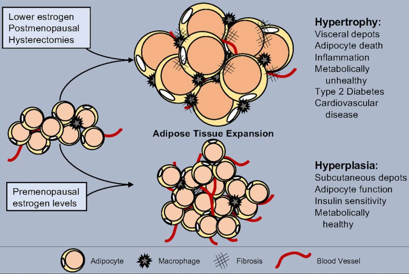 White Adipose Expansion Guided by Estrogen and Calcium