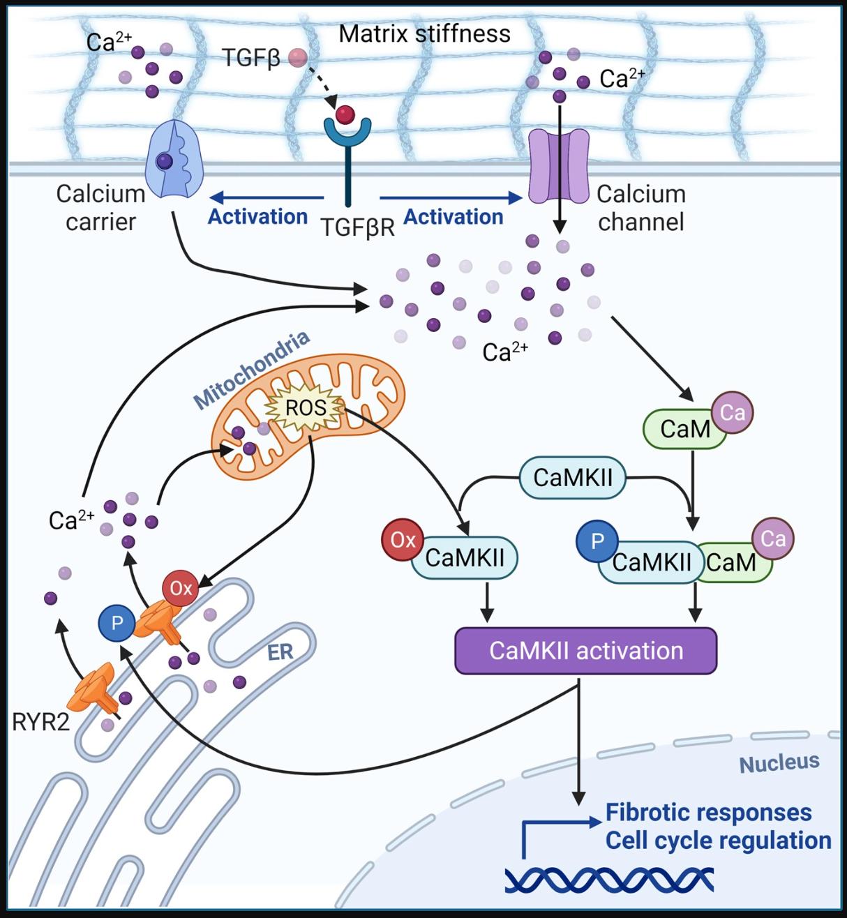 Calcium and Mitochondrial Oxidative Stress Create a Self-Sustaining Fibrosis Loop in Scleroderma Fibroblasts