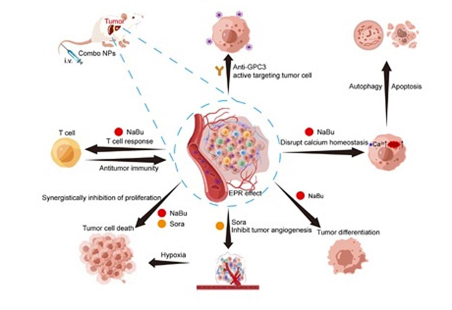 Butyrate and Calcium Signaling Connect Gut and Therapy