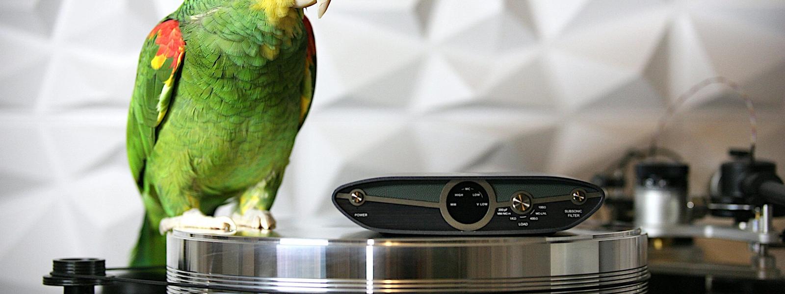 Schiit Mani 2 vs iFi ZEN Phono 3: Which One Is Right for You?