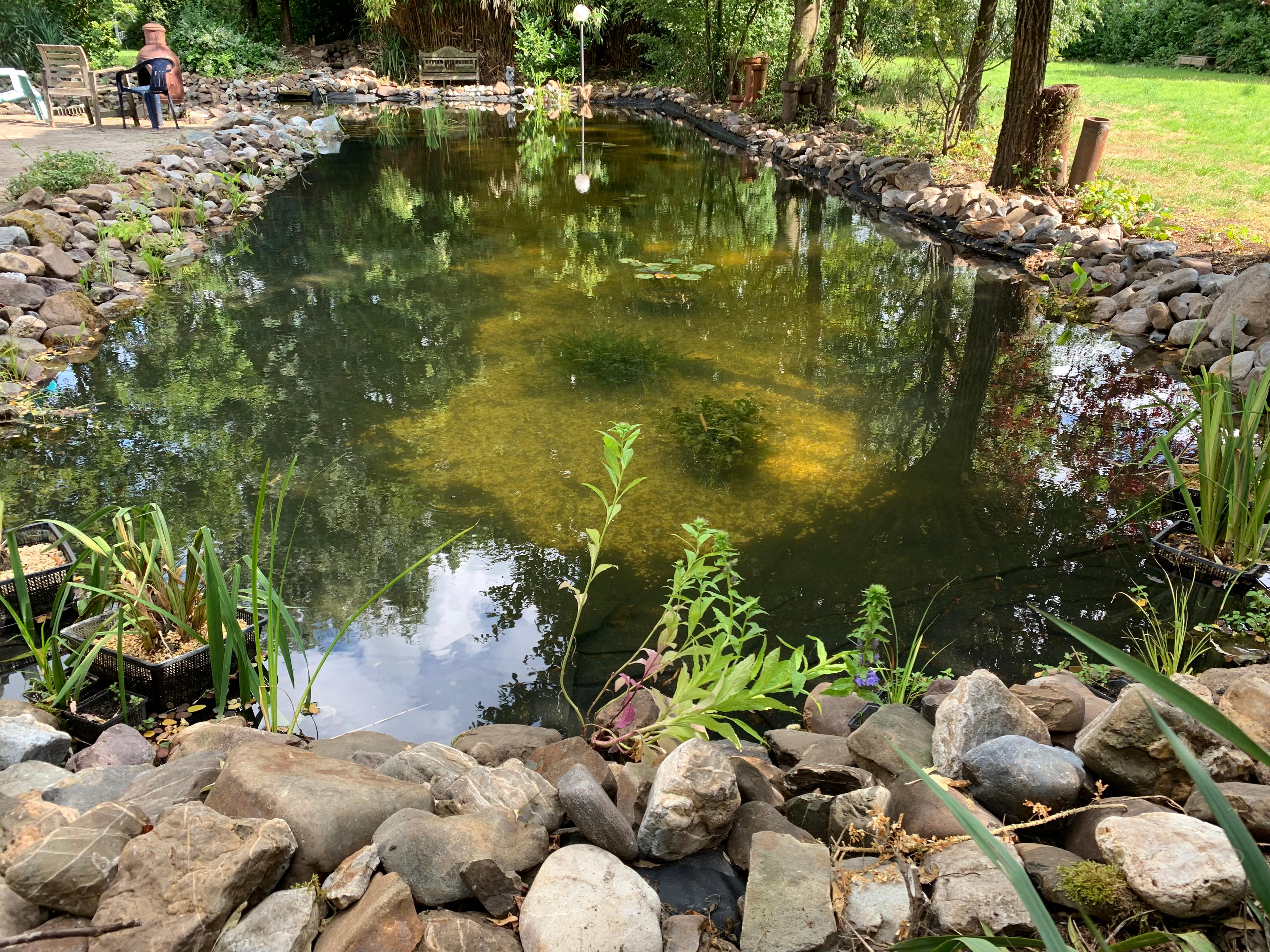 Organical pond