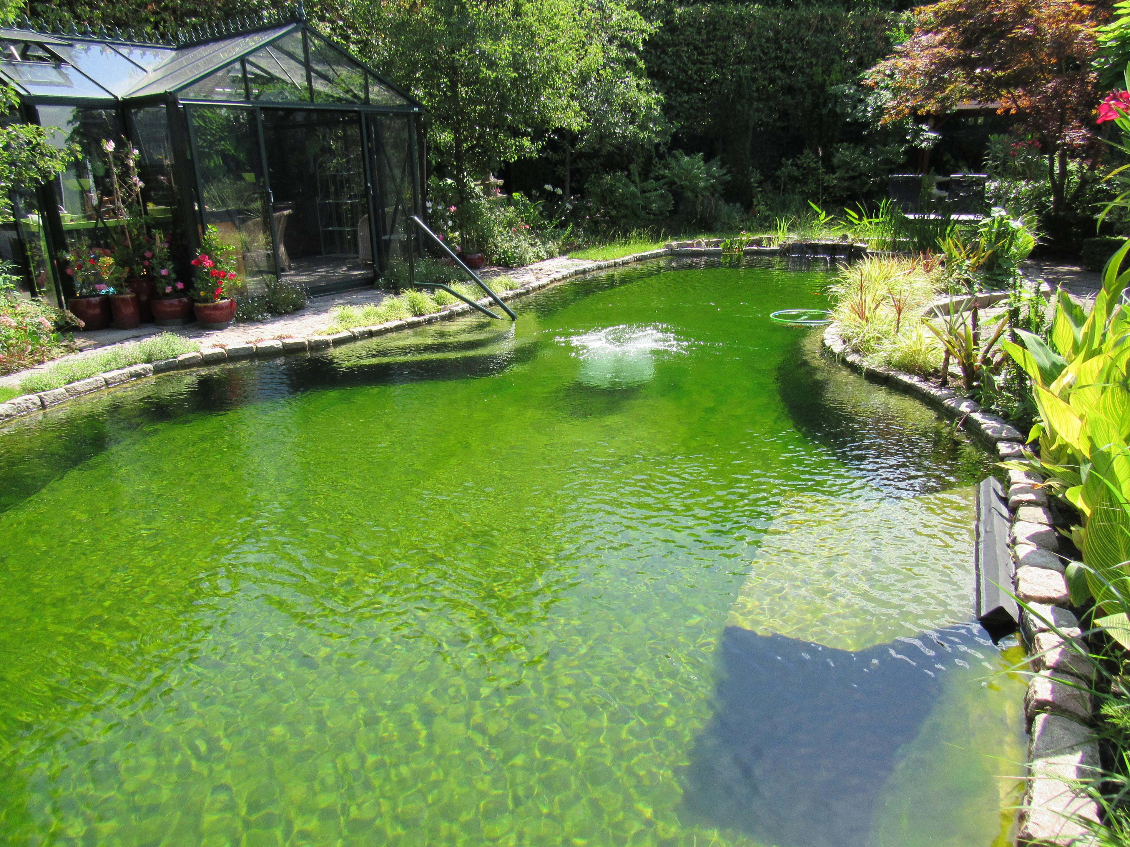 Organical pond