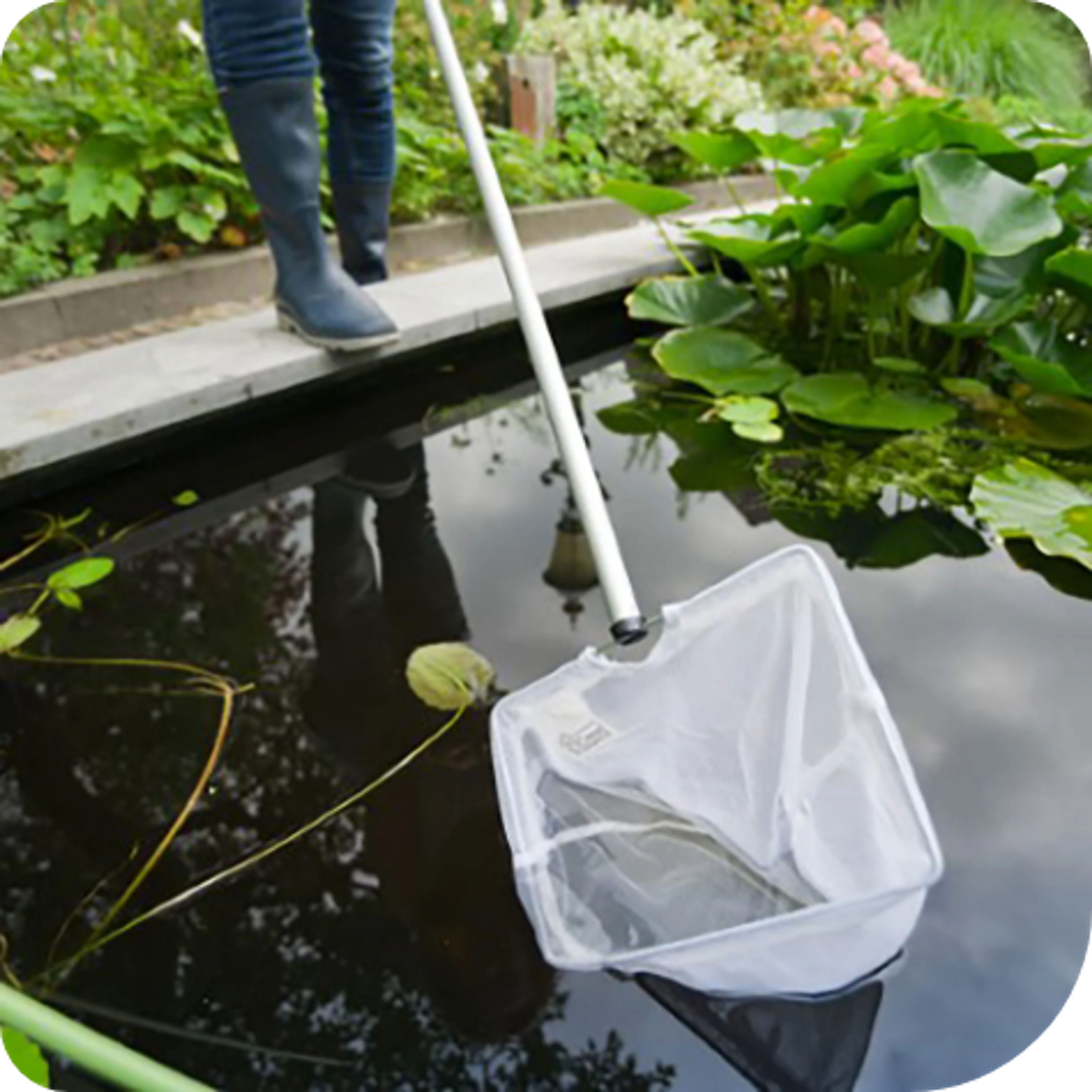 Prevent algae growth in your pond - Afbeelding 7