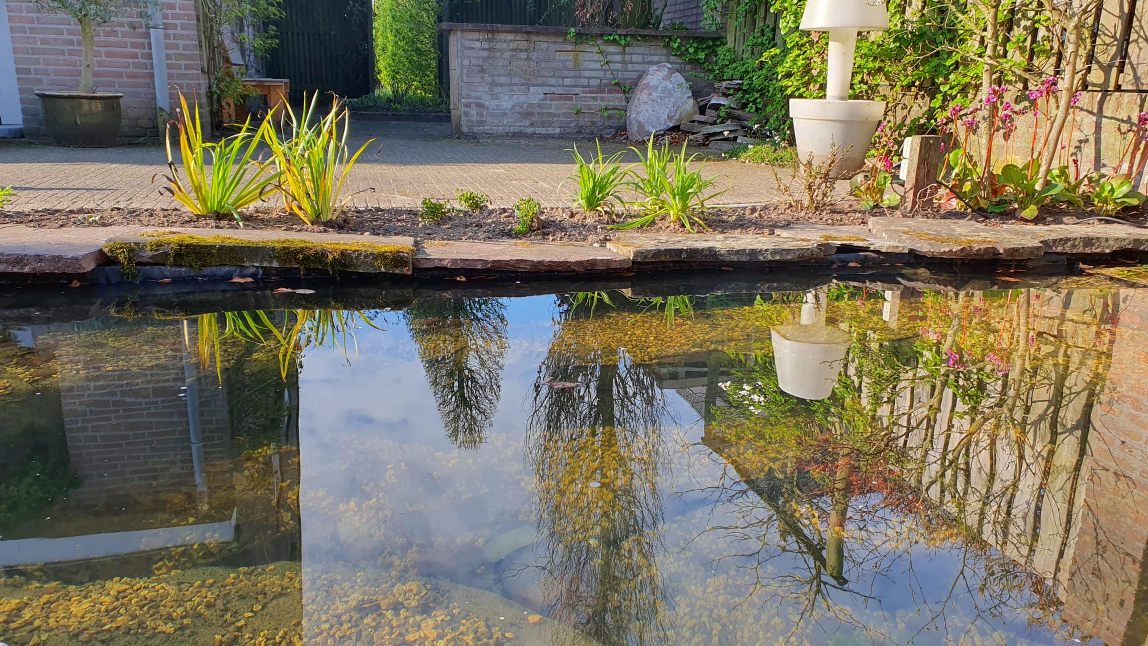 Organical pond