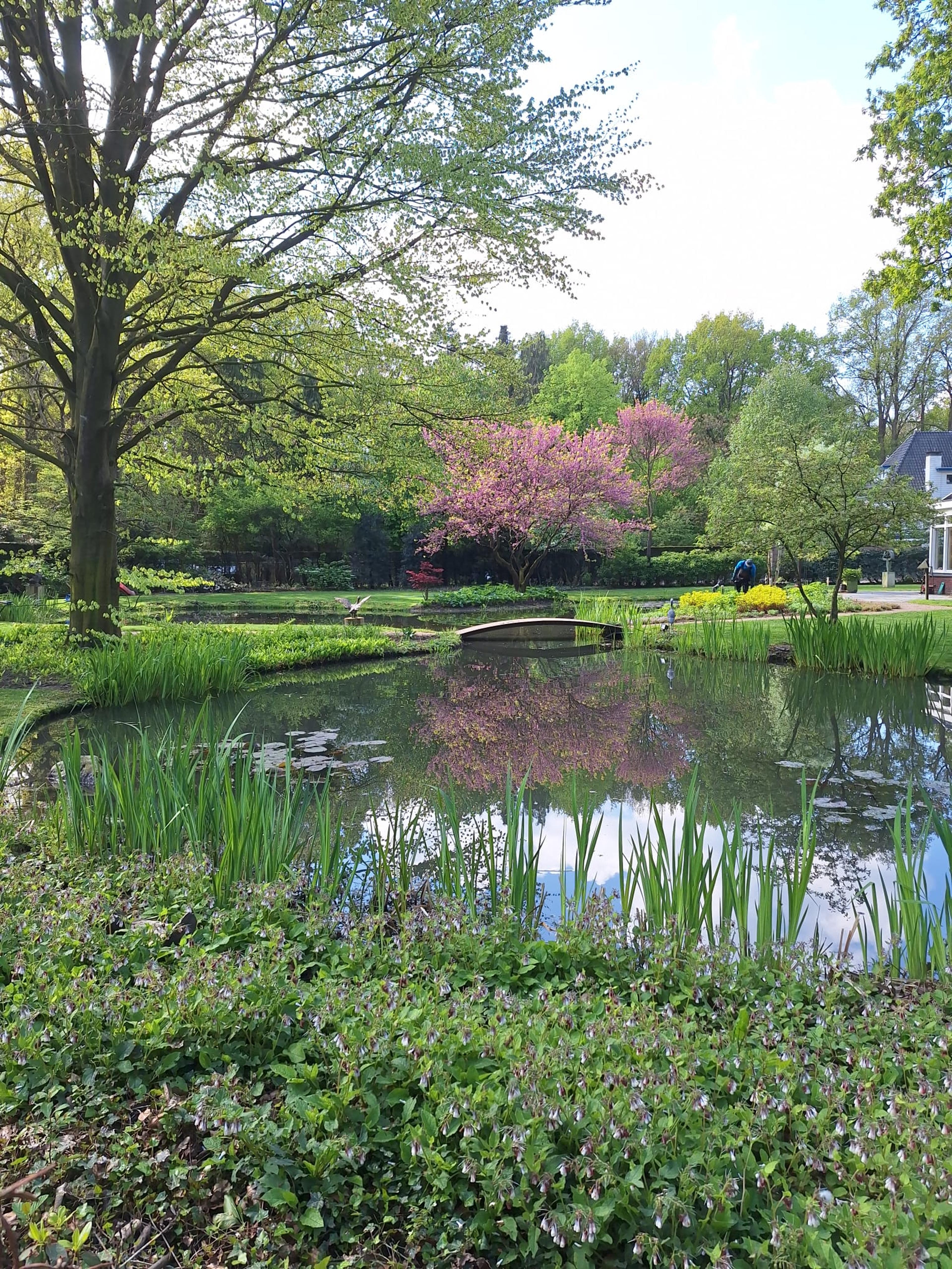 Organical pond