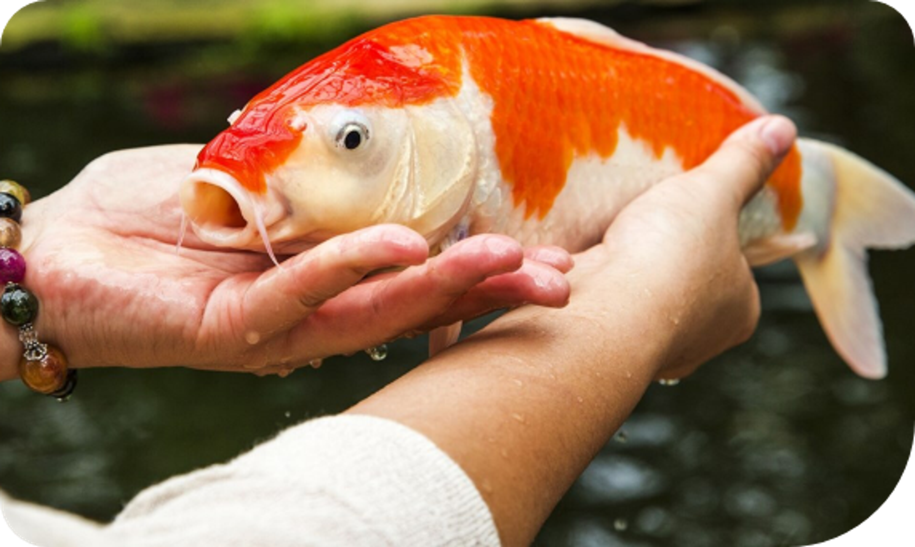 The Importance of Proper Nutrition for Your Pond Fish - Afbeelding