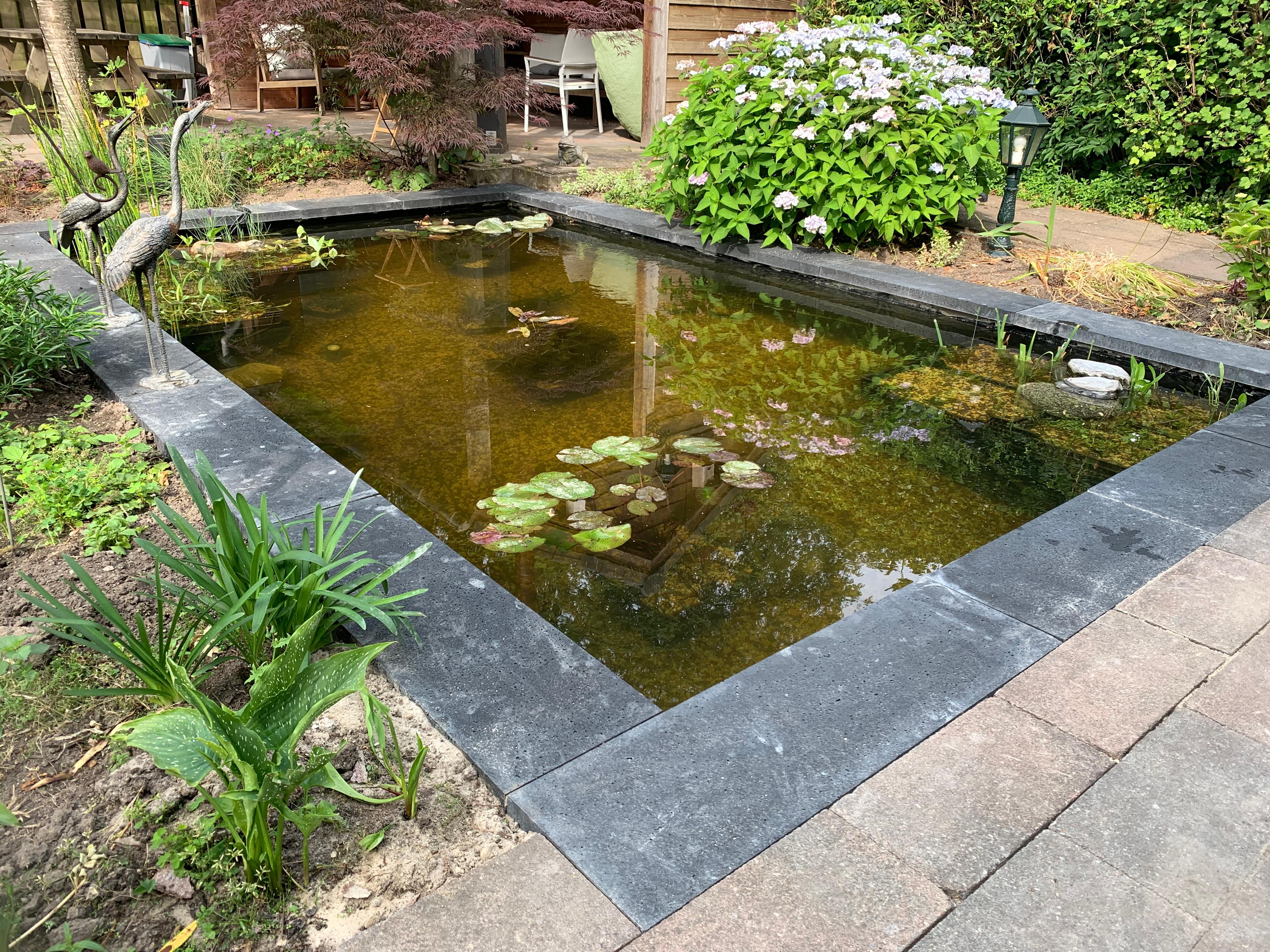 Modern pond