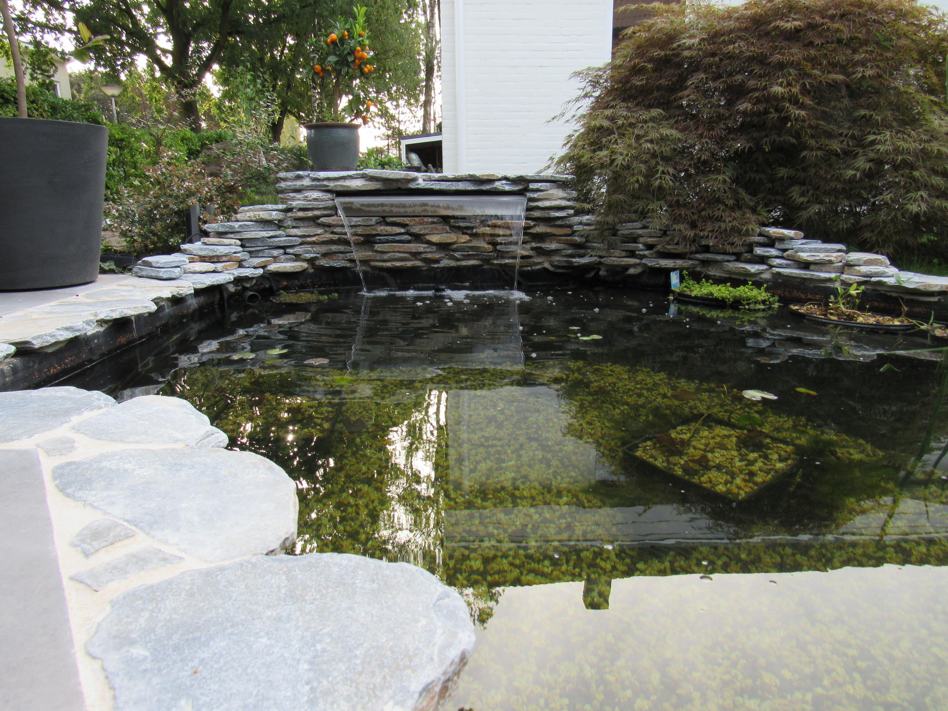 Modern pond