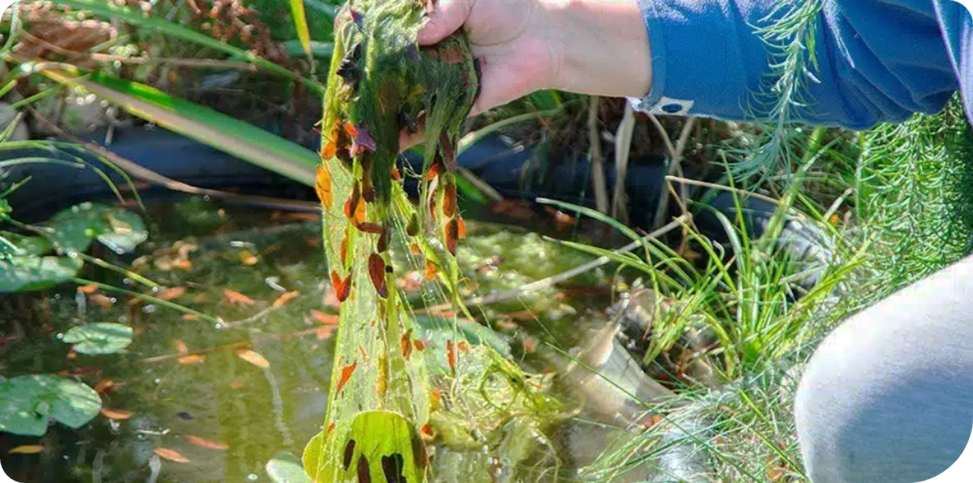 Prevent algae growth in your pond - Afbeelding