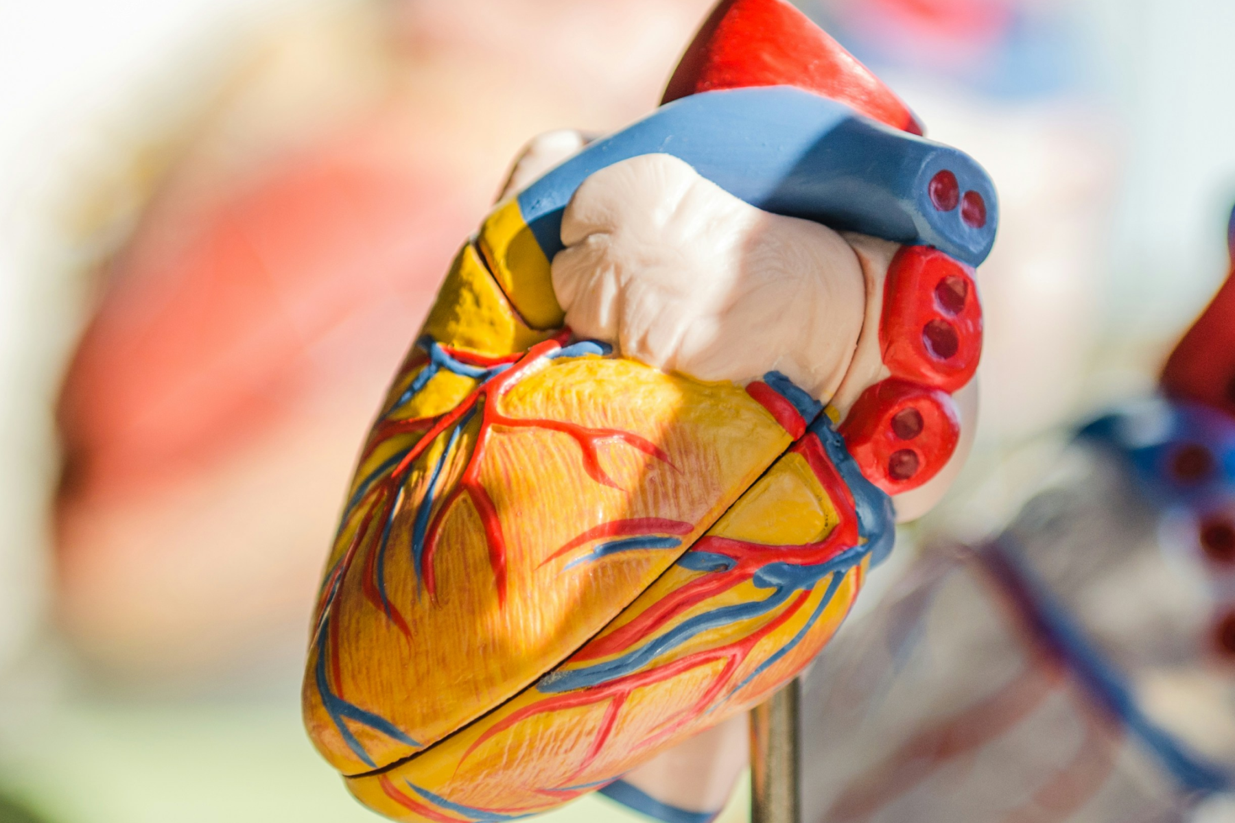 anatomical model of a heart