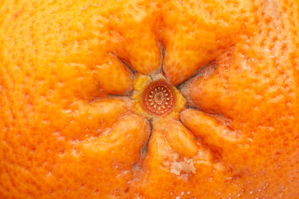 close up of an orange butt