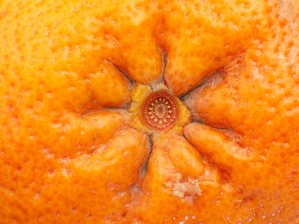 close up of an orange butt