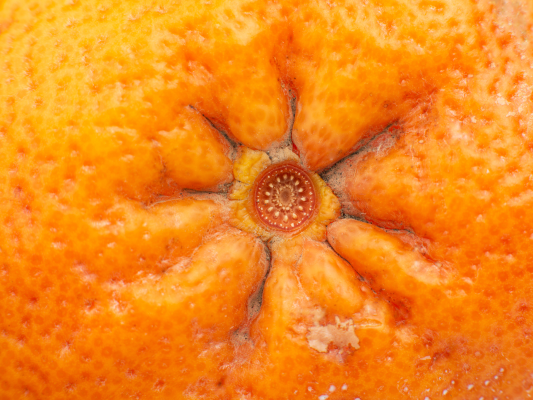 close up of an orange butt