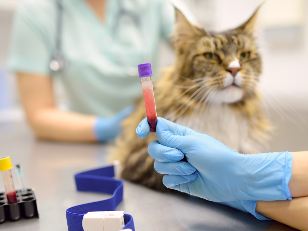 photo of a Kat at the vet and a vile of blood