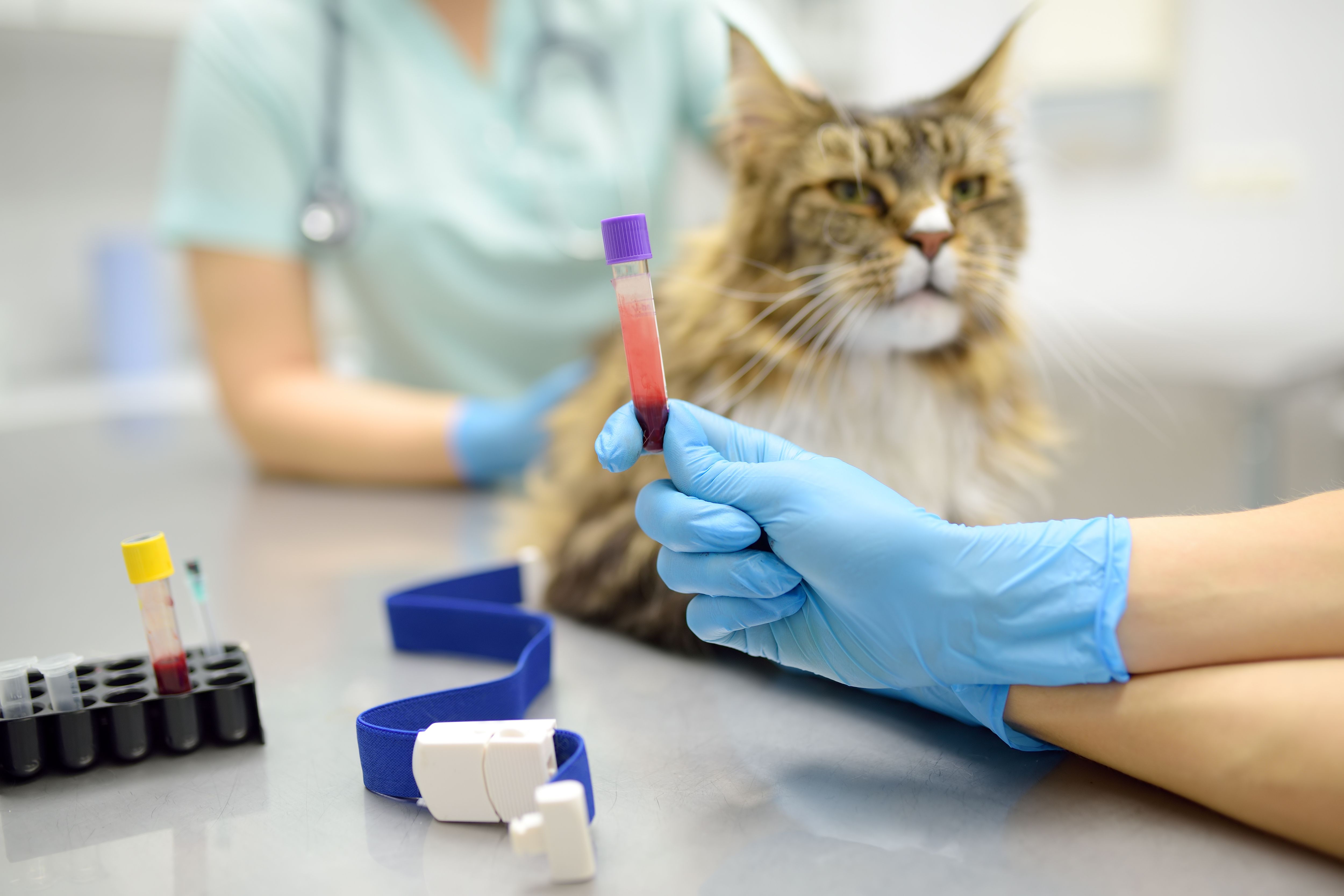 photo of a cat at the vet and a vile of blood