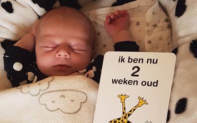 Artikel