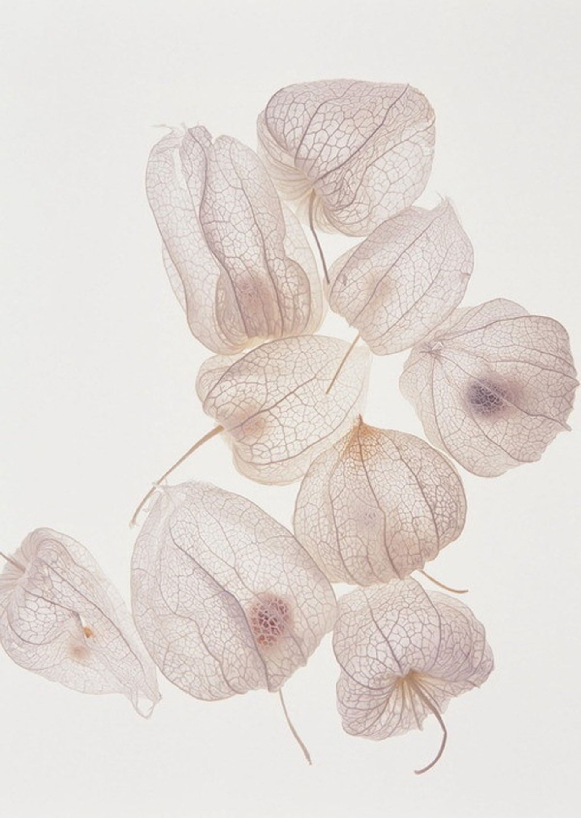 mesura, resources: Translucent Mediterranean (Fig. 3)