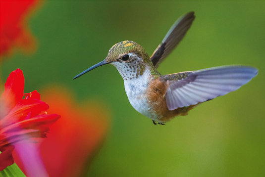 LEBC hummingbird