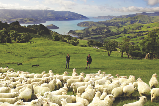 Wools of New Zealand farm