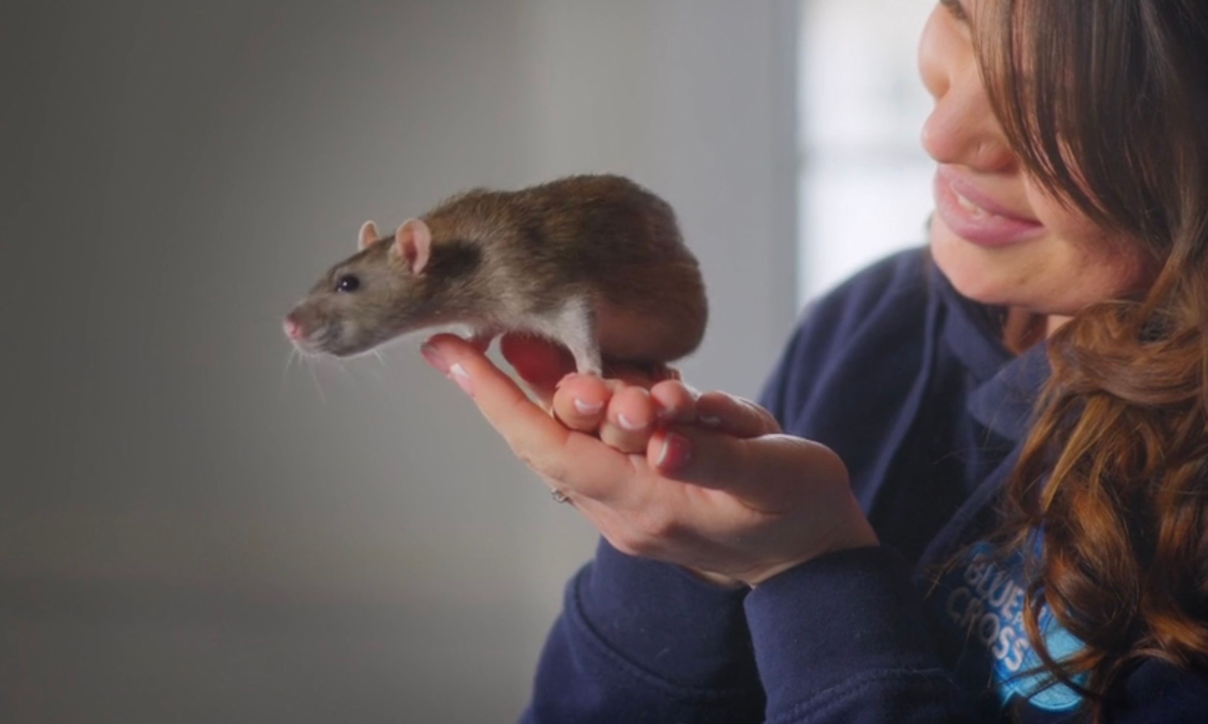 Life Long Love, The Blue Cross