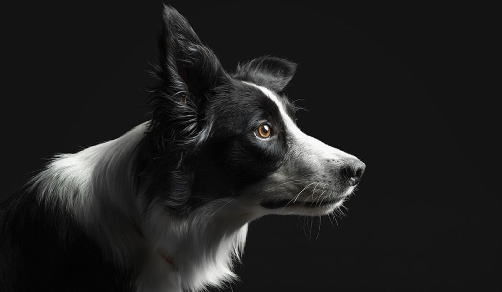 Supplements, Pro Plan