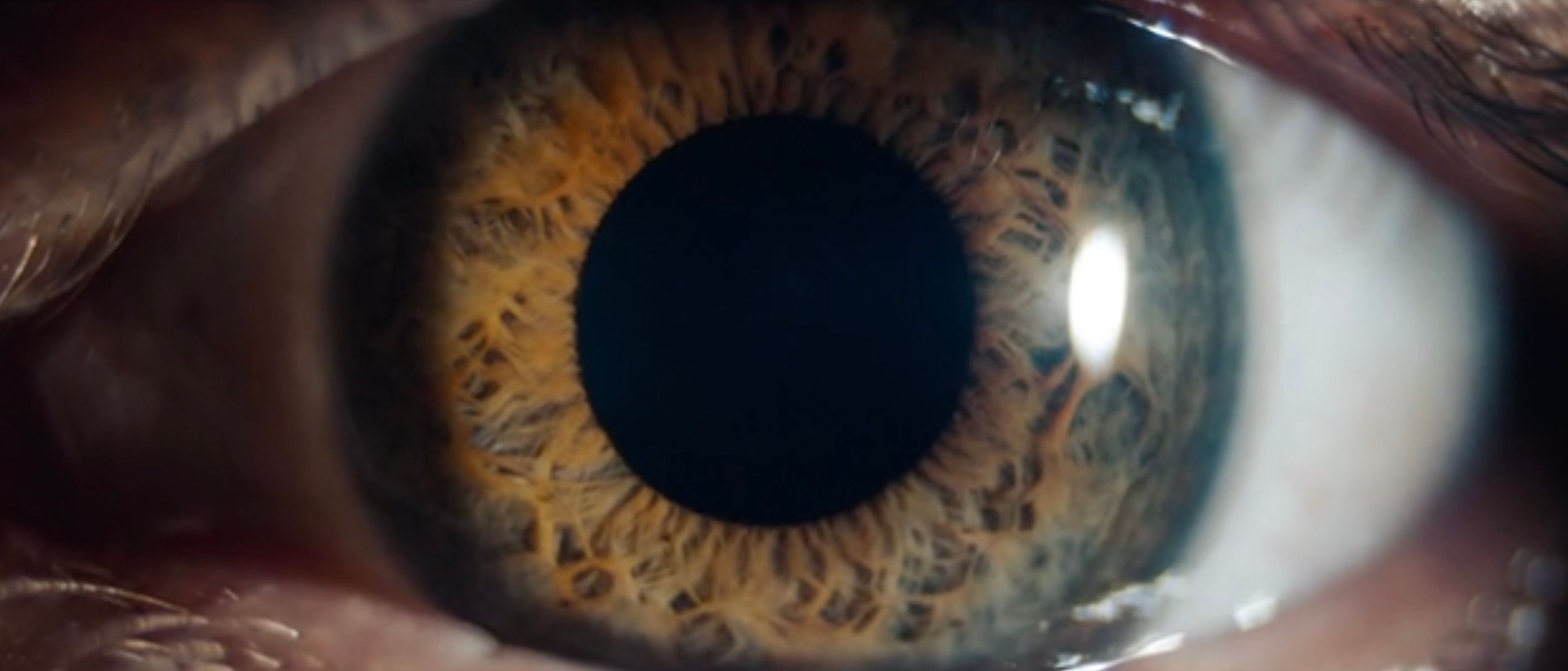 Fell Light Transformed, Hunter Douglas