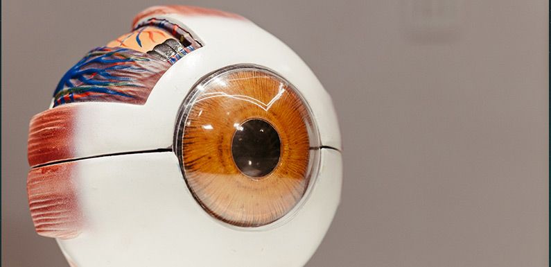 Close-up photo of an anatomical model of a human eye, showing the iris, pupil, and surrounding eye socket structure.