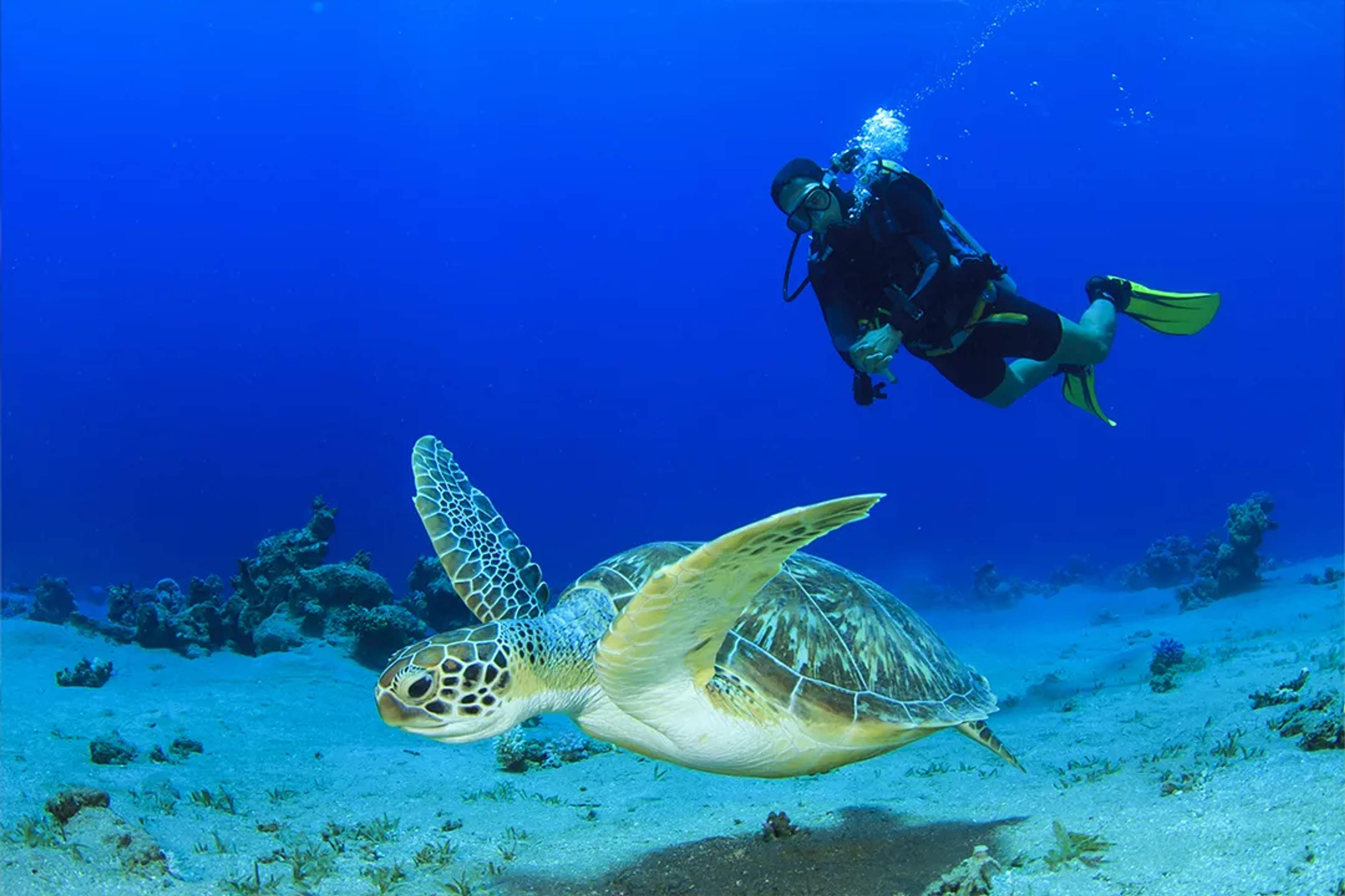 Un buzo nada junto a una tortuga marina sobre el fondo marino rodeado de corales y agua azul.