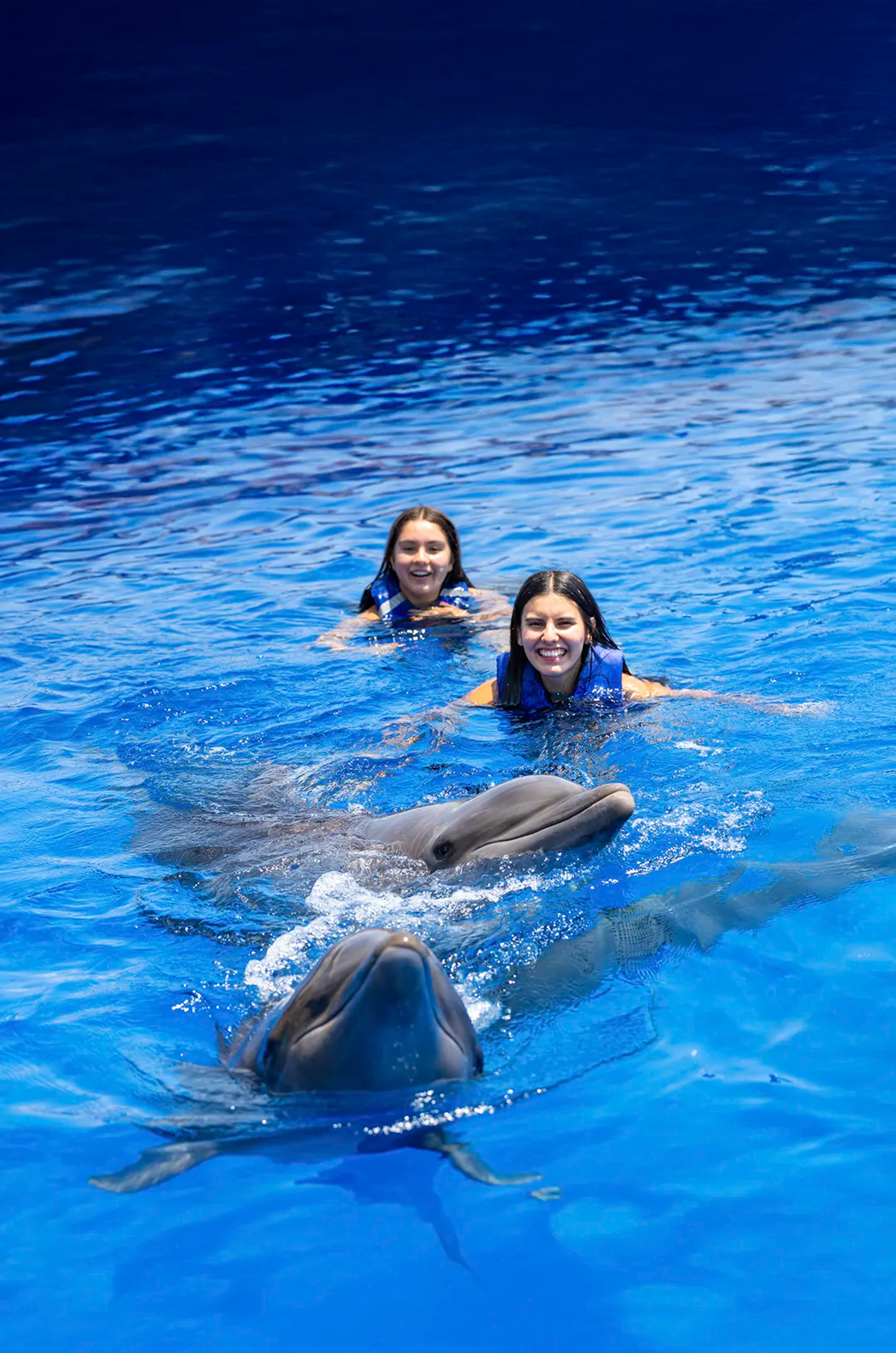 Dolphin