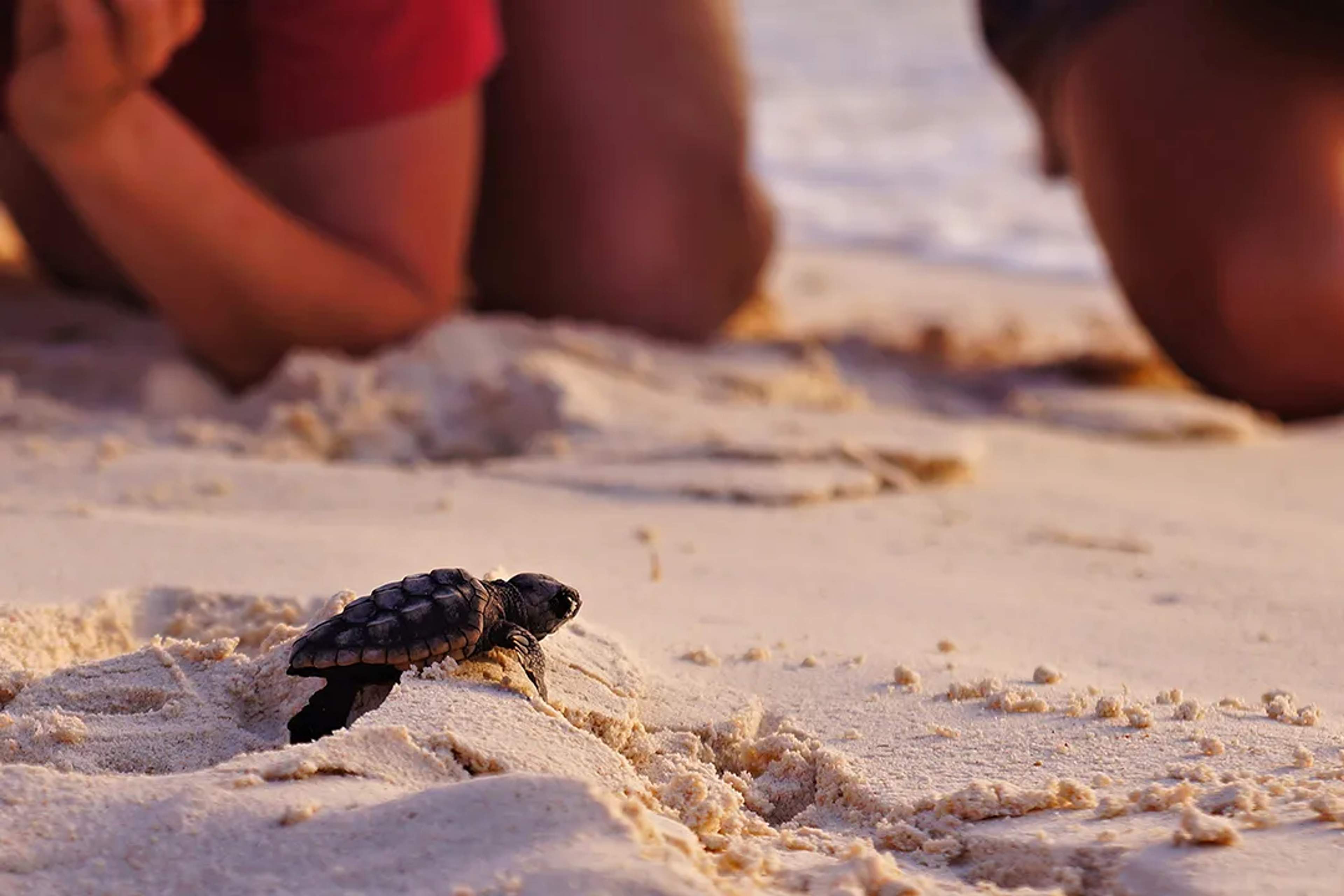 Tortuguita marina avanzando en la arena mientras personas la observan en una liberación al atardecer.